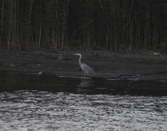 Ardea cinerea