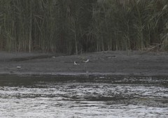 Himantopus himantopus