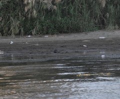 Plegadis falcinellus