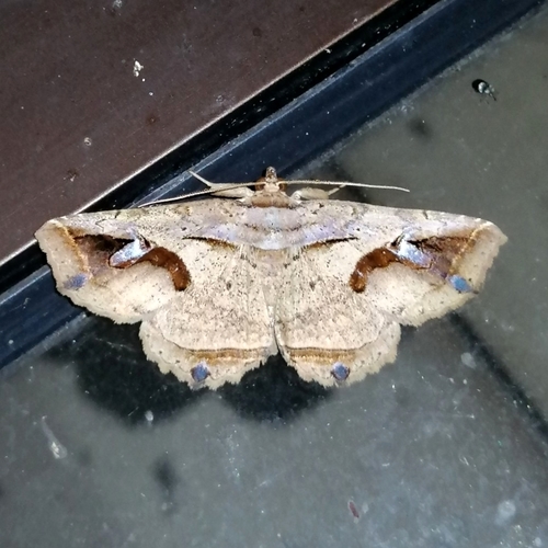 Peteroma conita