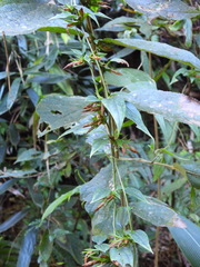 Tripterospermum taiwanense