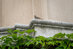 Phoenicurus ochruros