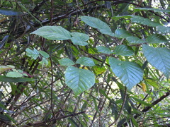 Rubus wallichianus