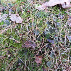 Peltigera leucophlebia