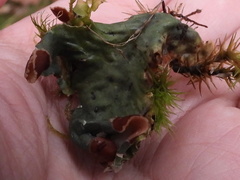 Peltigera leucophlebia