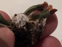 Peltigera leucophlebia