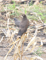 Rostrhamus sociabilis