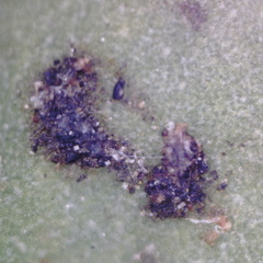 Peltigera leucophlebia