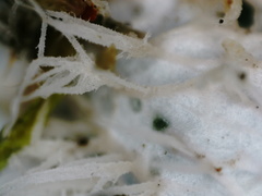 Peltigera leucophlebia