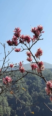 Wightia speciosissima
