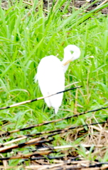 Ardea alba