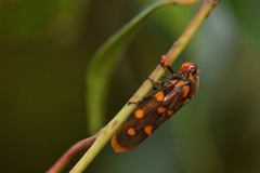 Phymatostetha dorsivitta