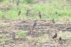 Rostrhamus sociabilis