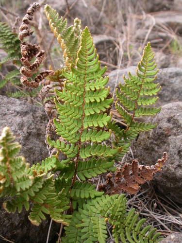 Paragymnopteris marantae subsp. subcordata image