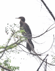 Nannopterum brasilianum