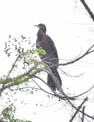 Nannopterum brasilianum