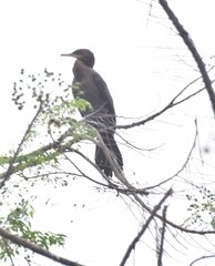 Nannopterum brasilianum