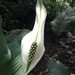 Spathiphyllum wendlandii - Photo (c) Jonathan (JC) Carpenter, some rights reserved (CC BY-NC), uploaded by Jonathan (JC) Carpenter