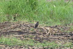 Rostrhamus sociabilis