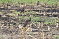 Rostrhamus sociabilis