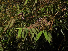 Callicarpa pilosissima