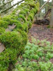 Syntrichia laevipila