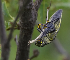 Lampetis tucumana