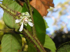 Rubus wallichianus