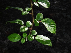 Rubus wallichianus