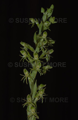 Habenaria spencei