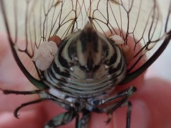 Epipomponia nawai