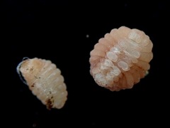 Epipomponia nawai