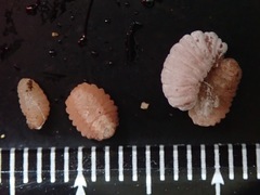 Epipomponia nawai