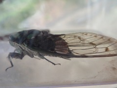 Epipomponia nawai
