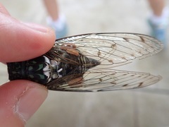 Epipomponia nawai