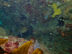 Aplodactylus westralis