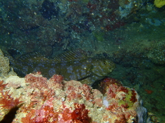 Aplodactylus westralis