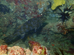 Aplodactylus westralis