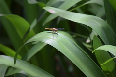 Erythrodiplax melanorubra