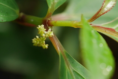 Pilea rotundinucula