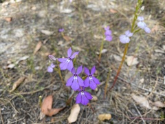 Isotoma hypocrateriformis