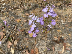 Isotoma hypocrateriformis
