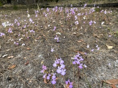 Isotoma hypocrateriformis