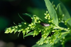 Aphrodini