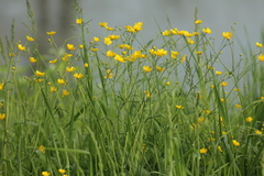 Ranunculus acris