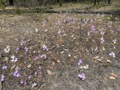 Isotoma hypocrateriformis