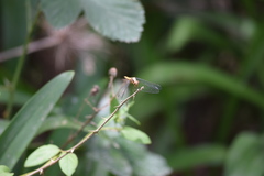 Erythrodiplax melanorubra