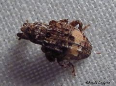 Conotrachelus albicinctus