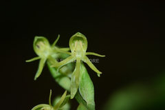Habenaria spencei