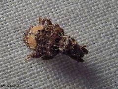 Conotrachelus albicinctus